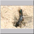 Oxybelus bipunctatus - Fliegenspiesswespe w39 5mm - Sandgrube Niedringhaussee.jpg